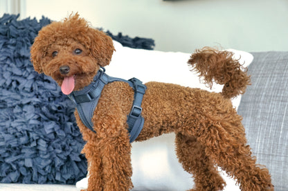 Harness